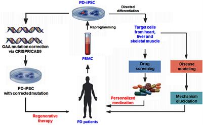 Induced pluripotent stem cell for modeling Pompe disease